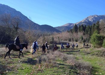 Patsios Horses Patsios Horses