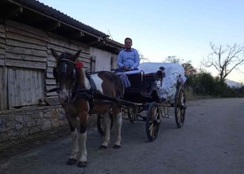 Patsios Horses Patsios Horses