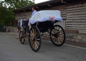 Patsios Horses Patsios Horses