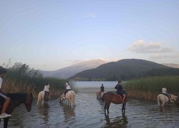 Patsios Horses Patsios Horses