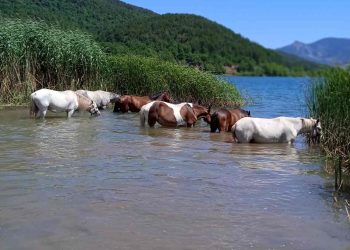 Patsios Horses Patsios Horses