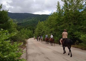 Patsios Horses Patsios Horses